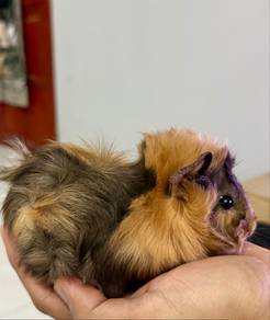 Guinea Pig