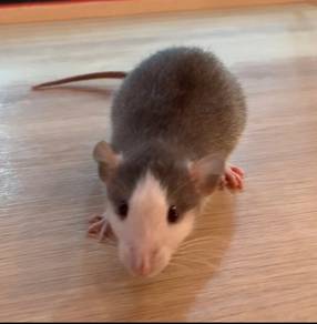Dumbo Rat