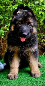 GERMAN SHEPHERD PUPPIES F128🐻 Good structure Girl
