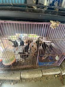 Anak Ayam Penelur (Baka Tulen)