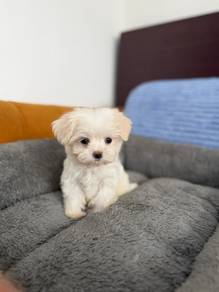 Maltese