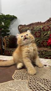 kucing persian