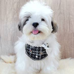 Shih Tzu
