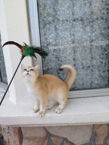 cat for sale 