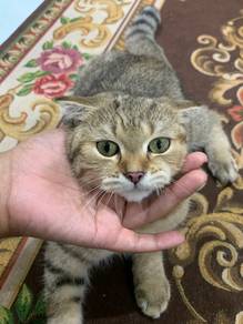 Kucing Scotich Fold