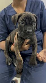 Cane Corso