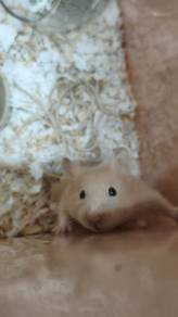 hamster syrian 