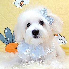 Maltipoo