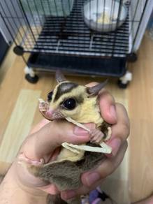 Sugar Glider White Face