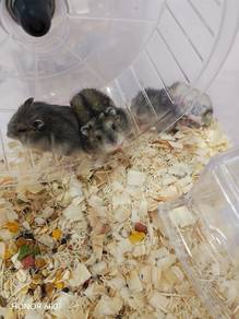 Hamster 3 weeks