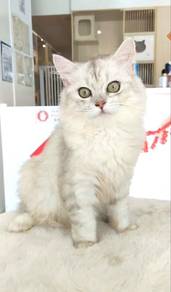British Long Hair BLH Female Cat