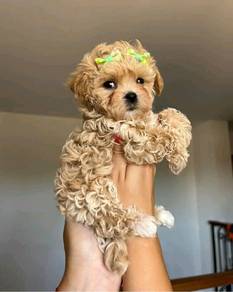 maltipoo 