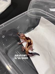 african fat tailed gecko (zulu morph)