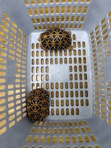star tortoise