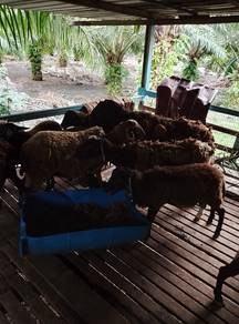 Biri2 untuk dijual
