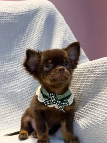 Choco Tan Long Coat Chihuahua male 🍫🐾