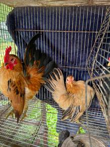 Ayam serama muda