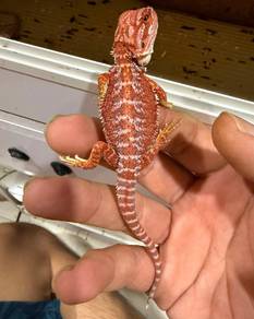 Bearded Dragon 