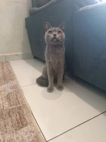 BSH Female Adult