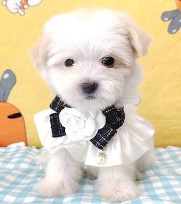 Maltipoo