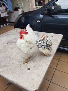 Ayam serama