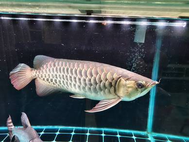 Arowana 
