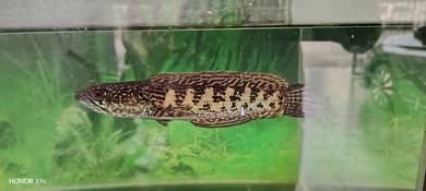 Channa Auranti