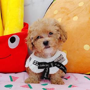 Poodle