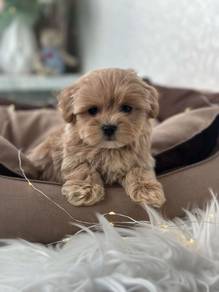 F3158 Smol Poodle Little Bear Puppy Puppy Dog