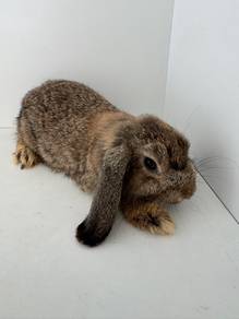Holland Lop Male