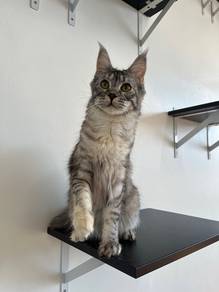 Mainecoon Female