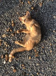 Kucing free