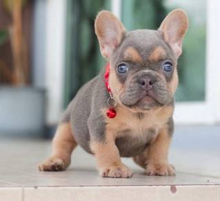 FRENCH BULLDOG PUPPIES 🌻VIP779  Boy