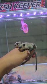 Joey Sugar glider