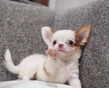 CHIHUAHUA PUPPIES 207 🌷Head Apple Cute Dog
