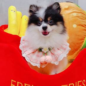 Pomeranian