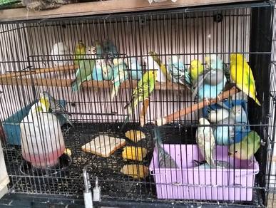 Burung BajiC 