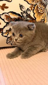 British shorthair