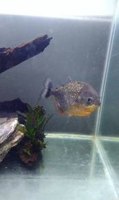 piranha 