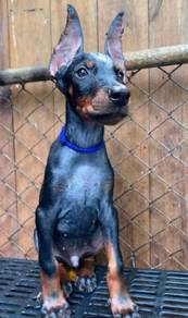 DOBERMAN PUPPIES 🐻 H178 Male Available