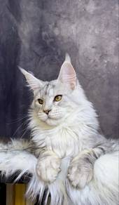 Imported Silver Tabby Maine Coon male.