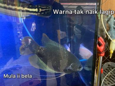 ikan Kaloi Sabah