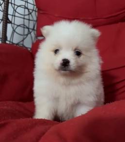 Pomeranian