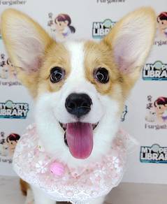 Welsh Corgi