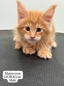 Mainecoon Untuk Dijual !!