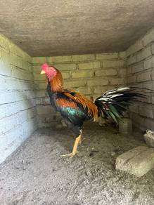 bapok ayam ratu LHK murah