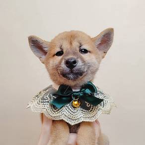 Shiba
