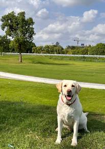 Labrador