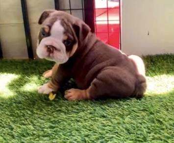 ENGLISH BULLDOG PUPPIES EB440 🐻 BullDog Male