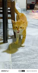 Orange Male Cat